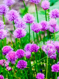 Chive flowers.