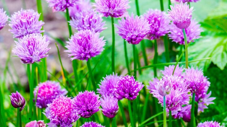 15 Best Edible Landscaping Ideas For Your Yard