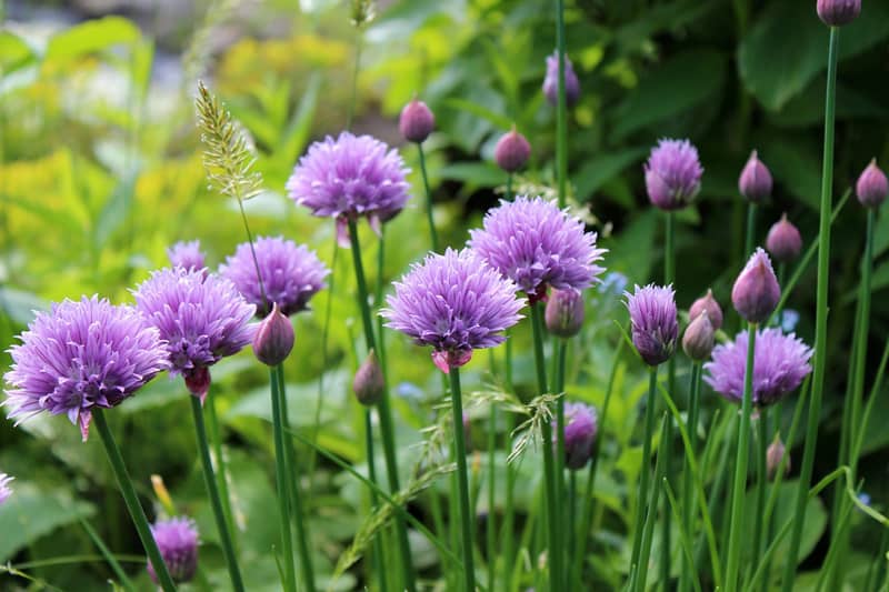 Chive flowers