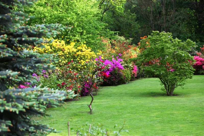 Colorful flowering shrubs in a spring garden in shades of yellow, pink and red bordering a neatly manicured lush green lawn with a backdrop of dense tree