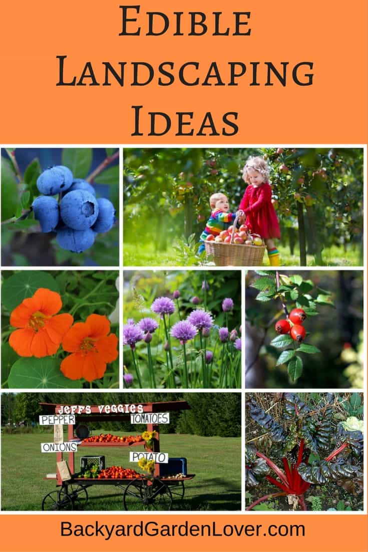 Edible Garden Ideas