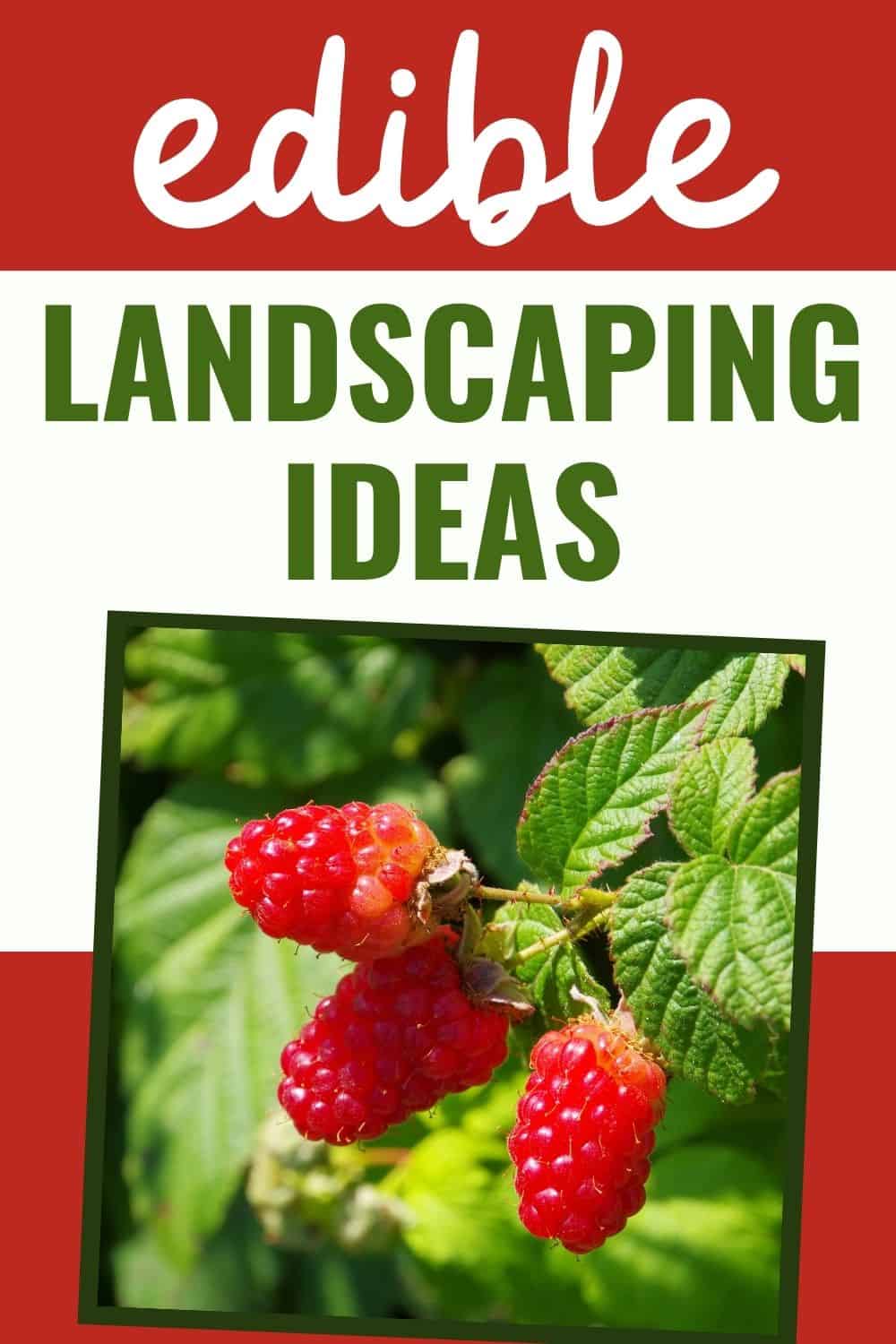Edible landscaping ideas
