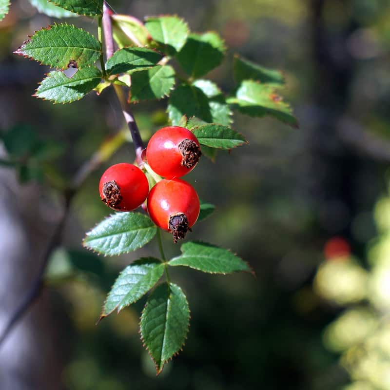 Rosehip berries on a branch