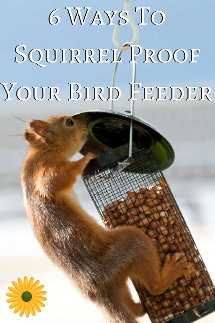 How To Squirrel Proof Your Bird Feeder
