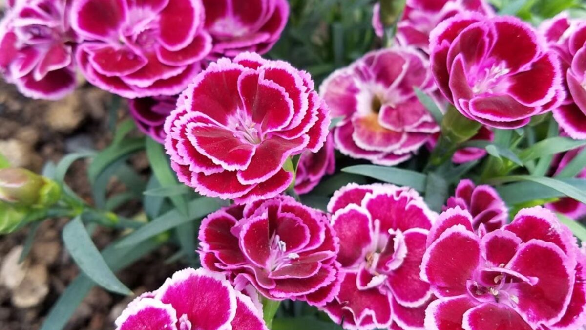 Super Trouper Lilac on Purple Dianthus flowers.