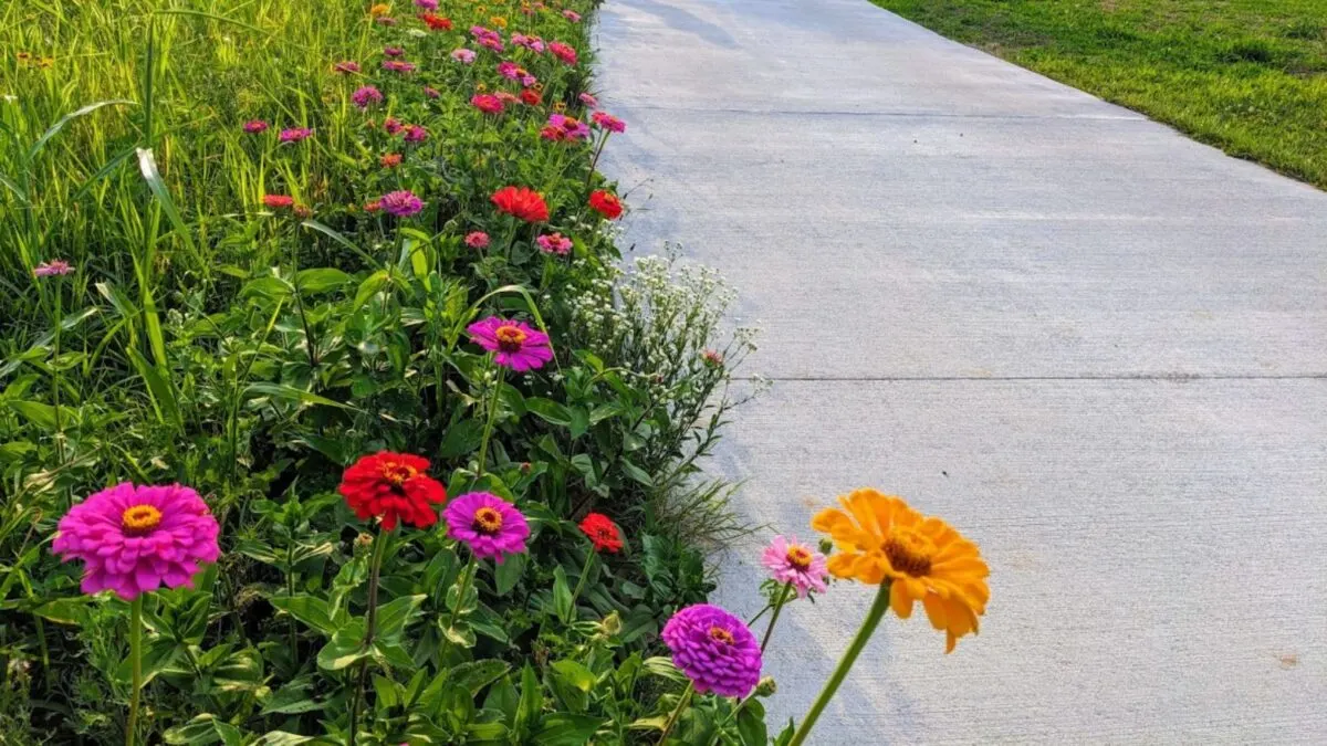 colorful wild flowers along a driveway. 