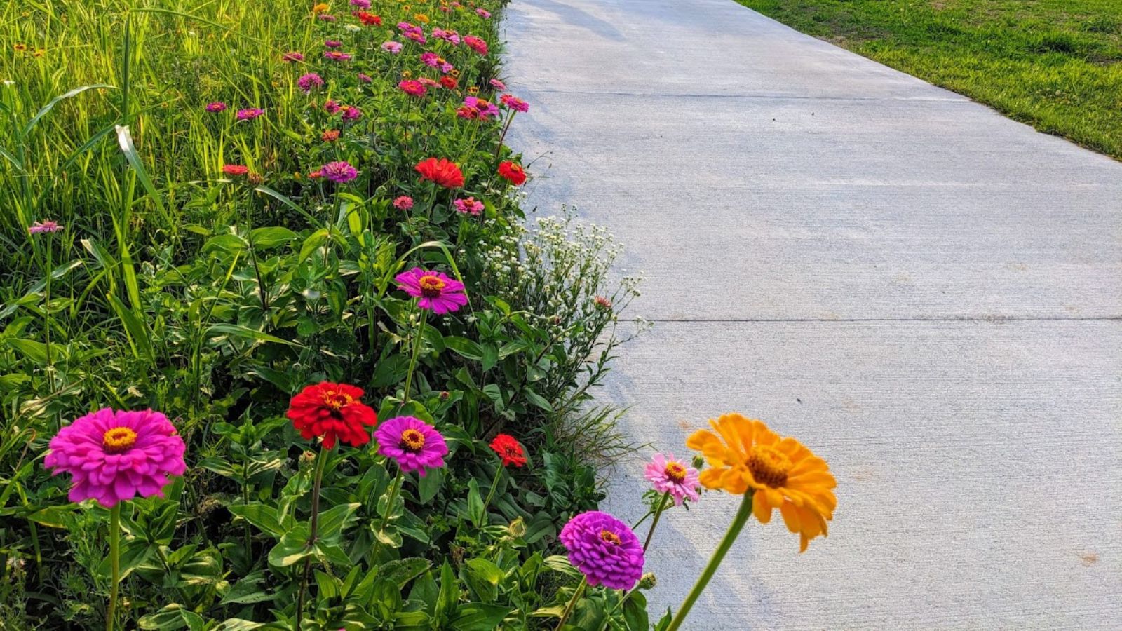 colorful wild flowers along a driveway.