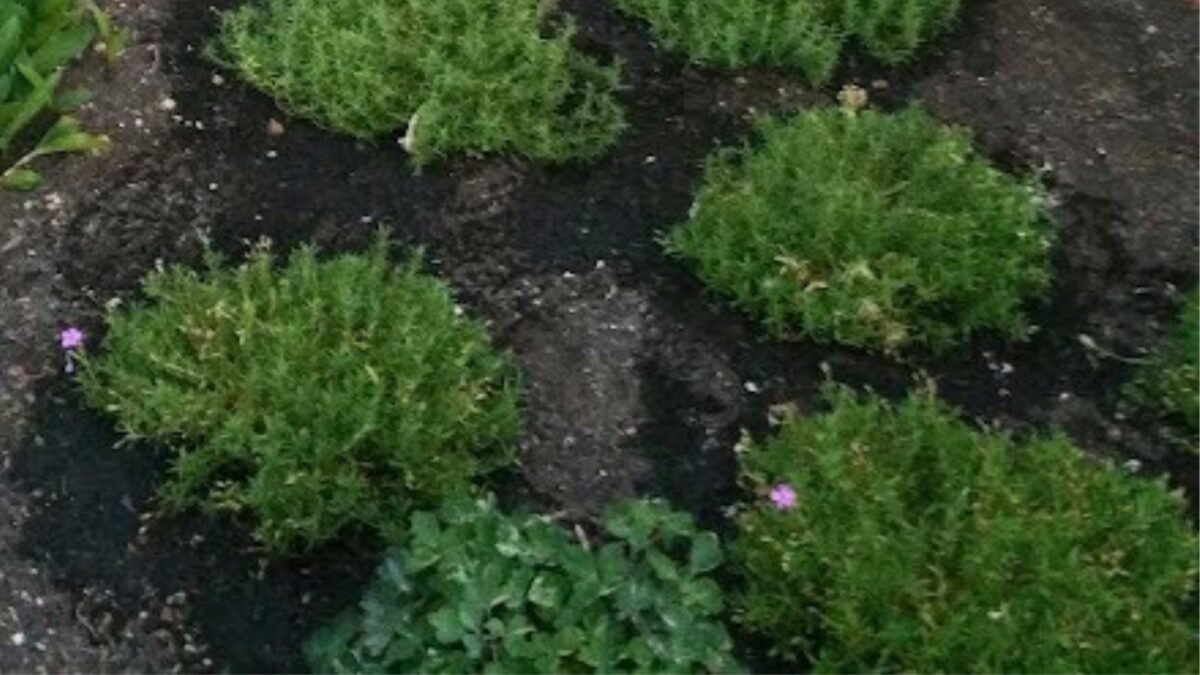 creeping phlox trimmed in the spring