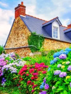 Hydrangea hedge in front of a stone house.