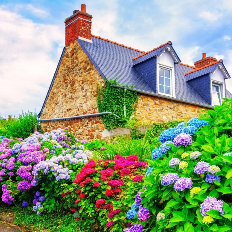 Hydrangea hedge in front of a stone house.