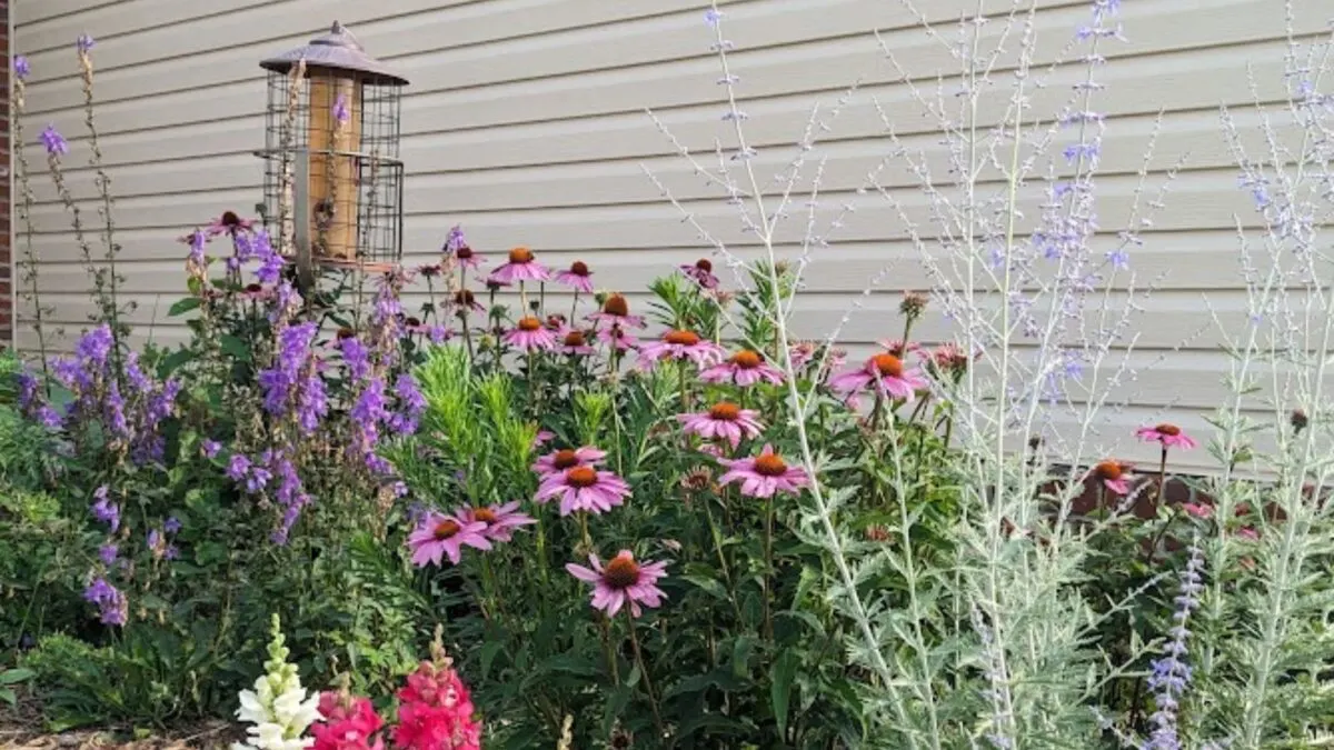 Summer garden wiht colorful flowers: echinacea, Russian sage and snapdragons.