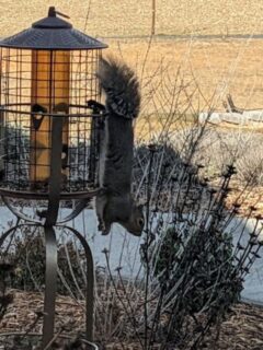 Upside down squirrel at the bird feeder.