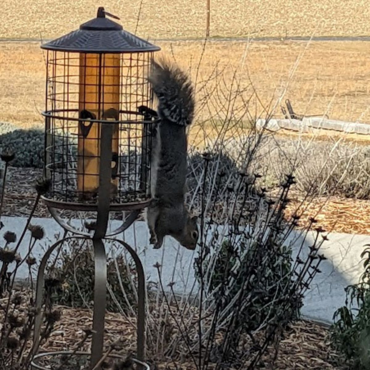 Upside down squirrel at the bird feeder.