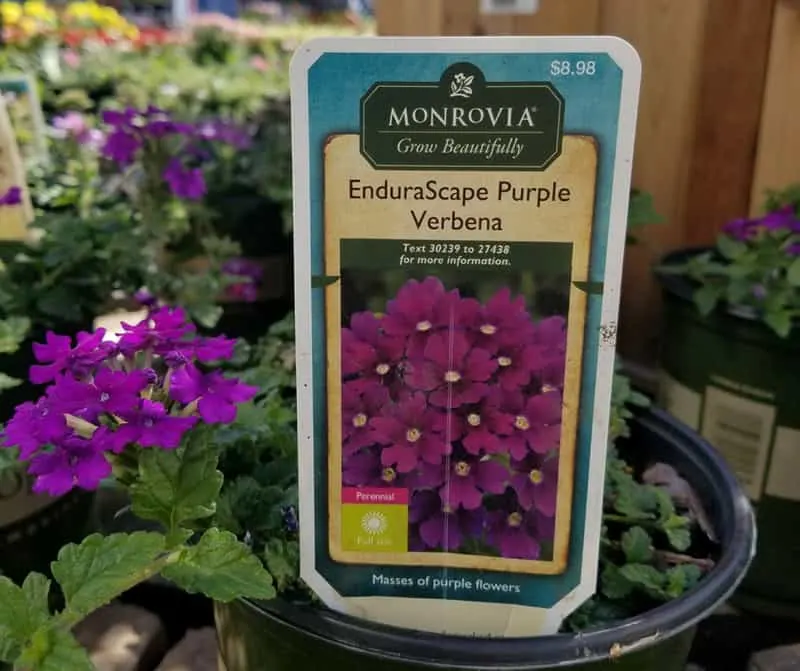 Purple Verbena 