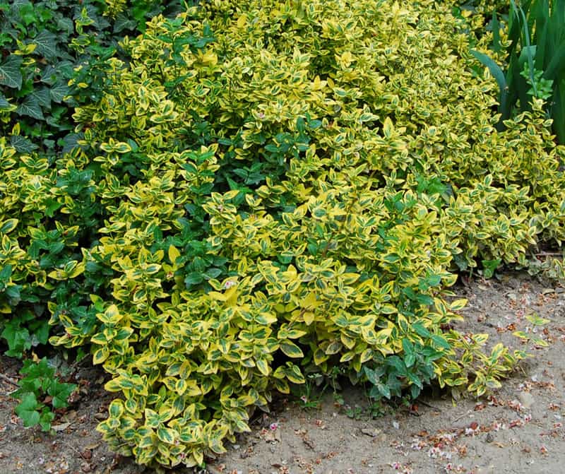 Euonymus Japonicus Aureus