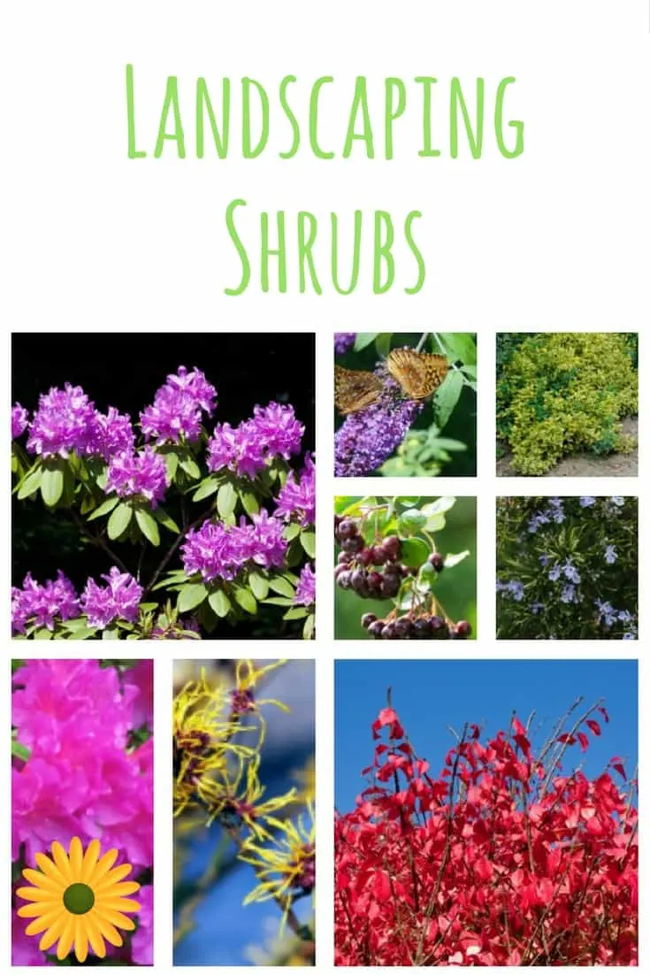 Add one of more of these beautiful landscaping shrubs to beautify your backyard