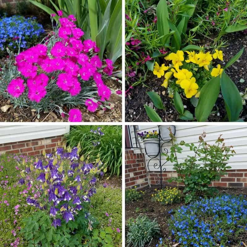My garden is an explosion of colors and fragrance: pink dianthus, yellow pansies, purple columbines and blue lobelias.