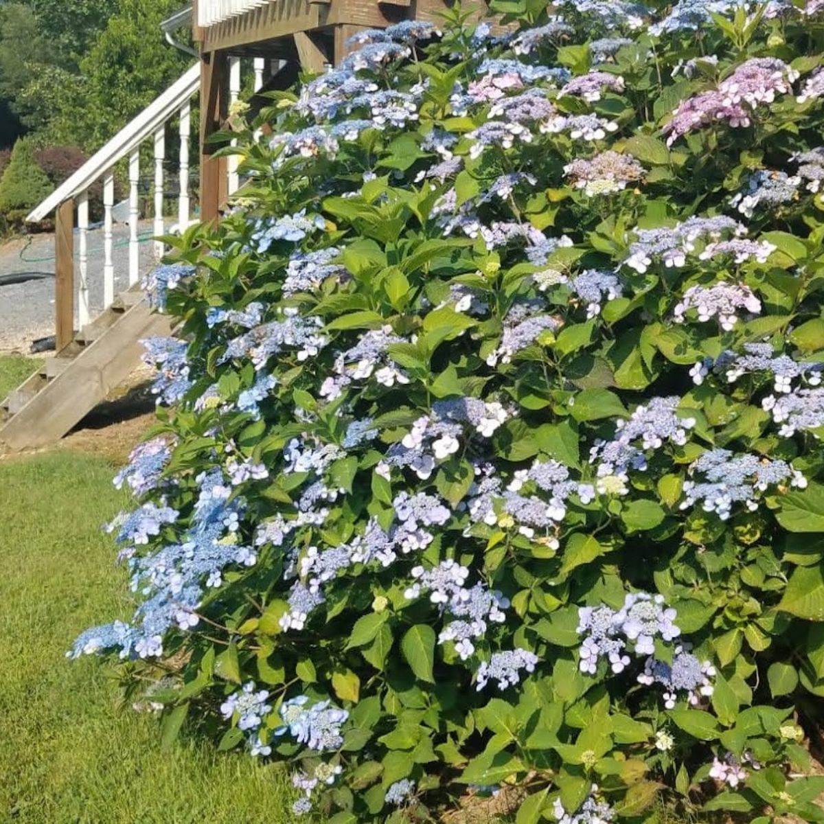 Landscaping With Shrubs - 15 Easy Ideas For Your Home