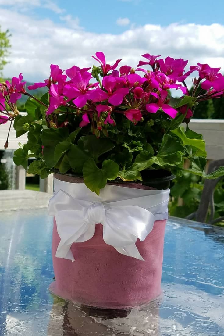 hot pink Caliente Geranium on my outdoor table