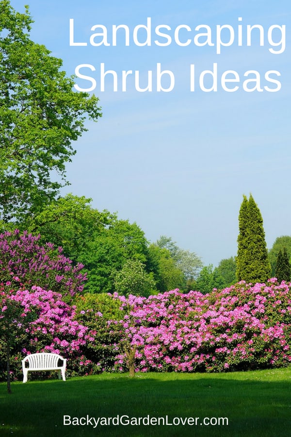 Landscaping shrub ideas