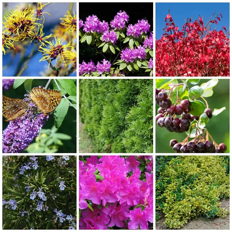 Landscaping shrub ideas
