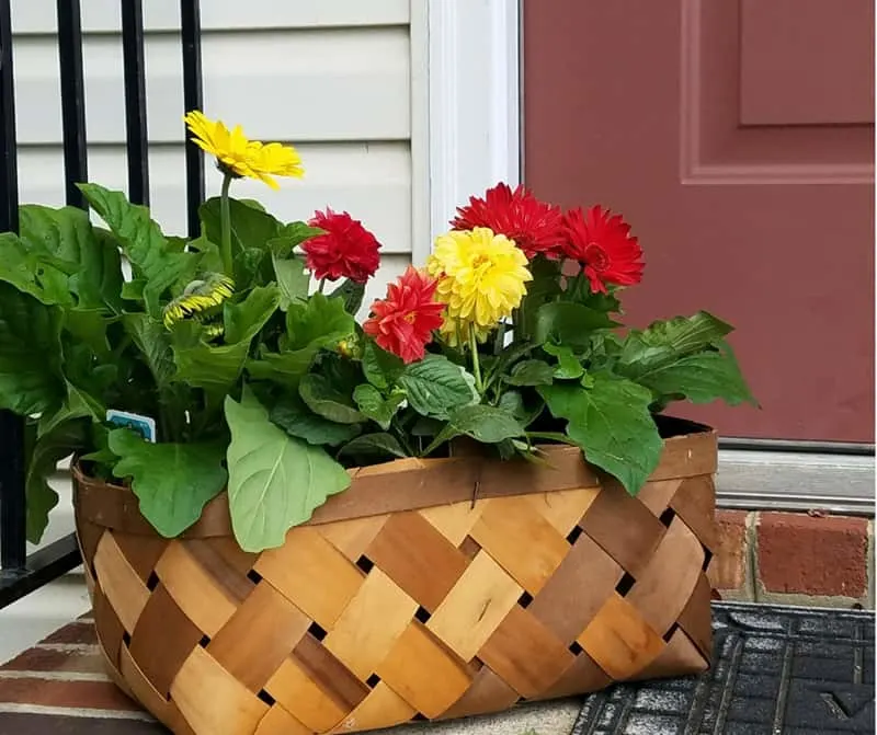 This market basket filled wiht colorful Monrovia flowers adds a welcome show of color to my simple front door.