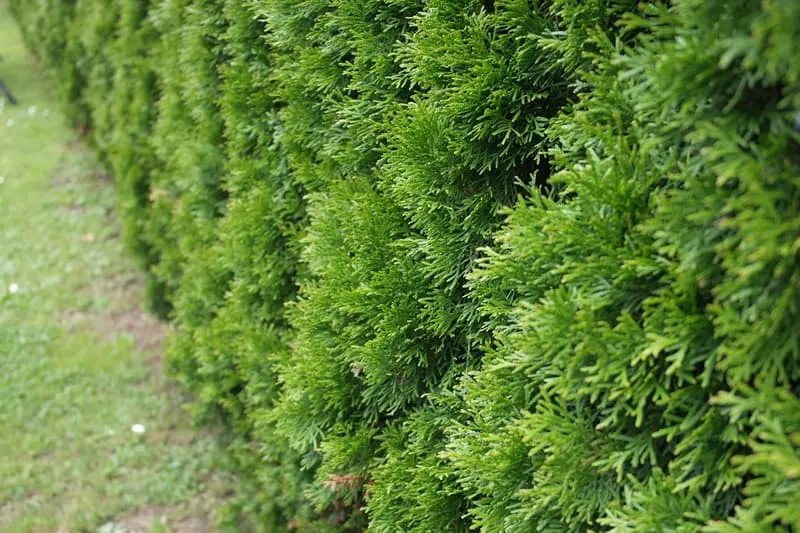  a wall of Thuja shrubs