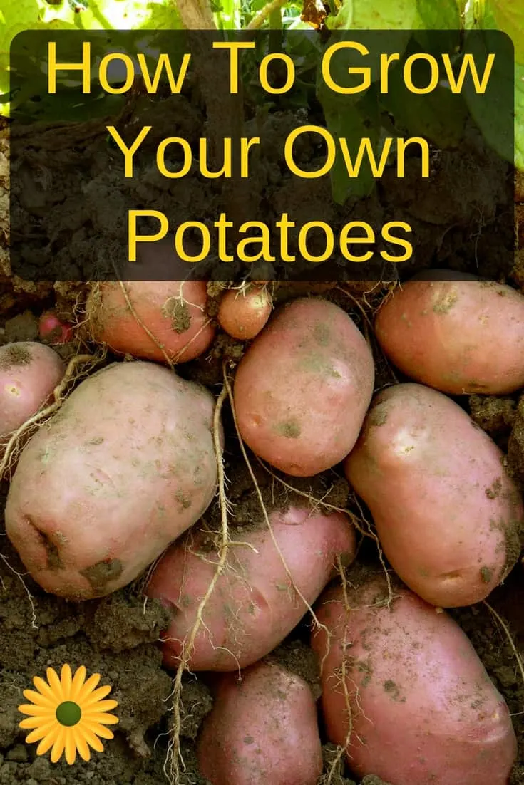 How To Grow Your Own Potatoes