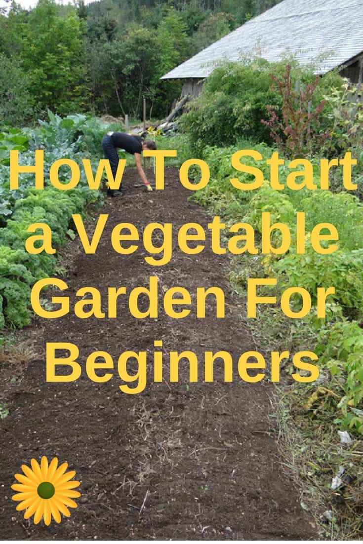 how to start a vegetable garden for beginners