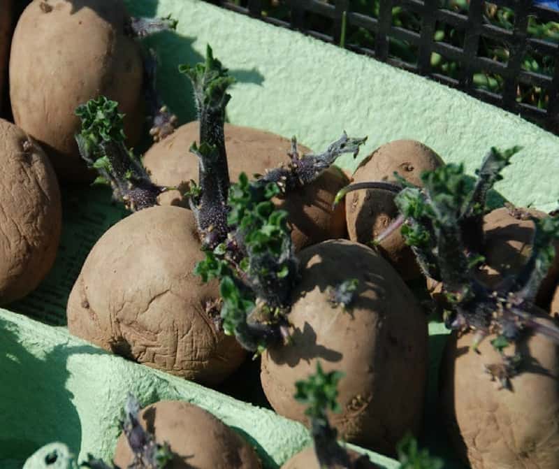 Chitting potatoes