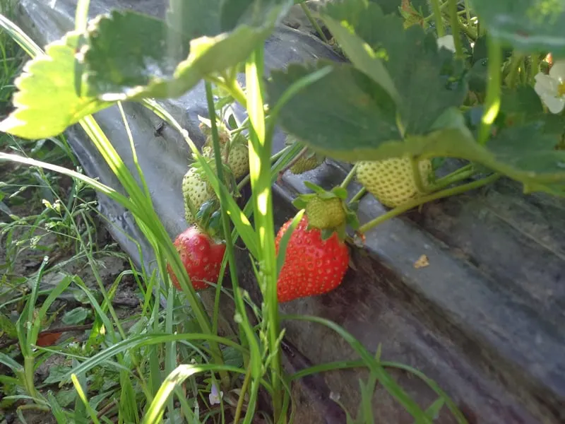 Delicious early strawberries in the garden