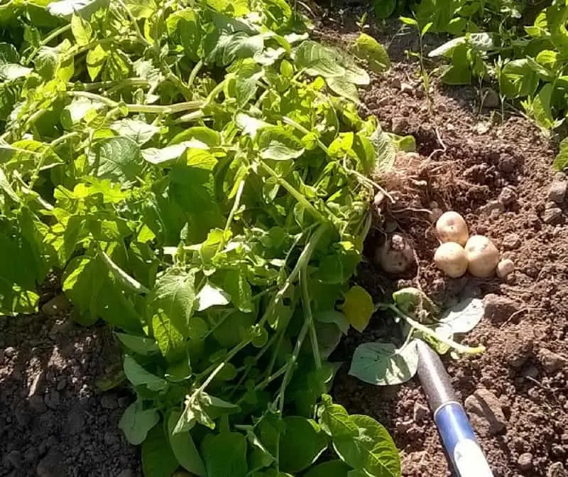harvesting potatoes 