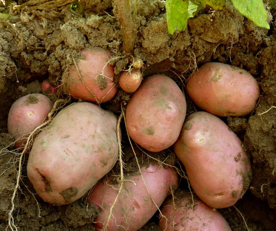 potatoes just pulled out of the ground