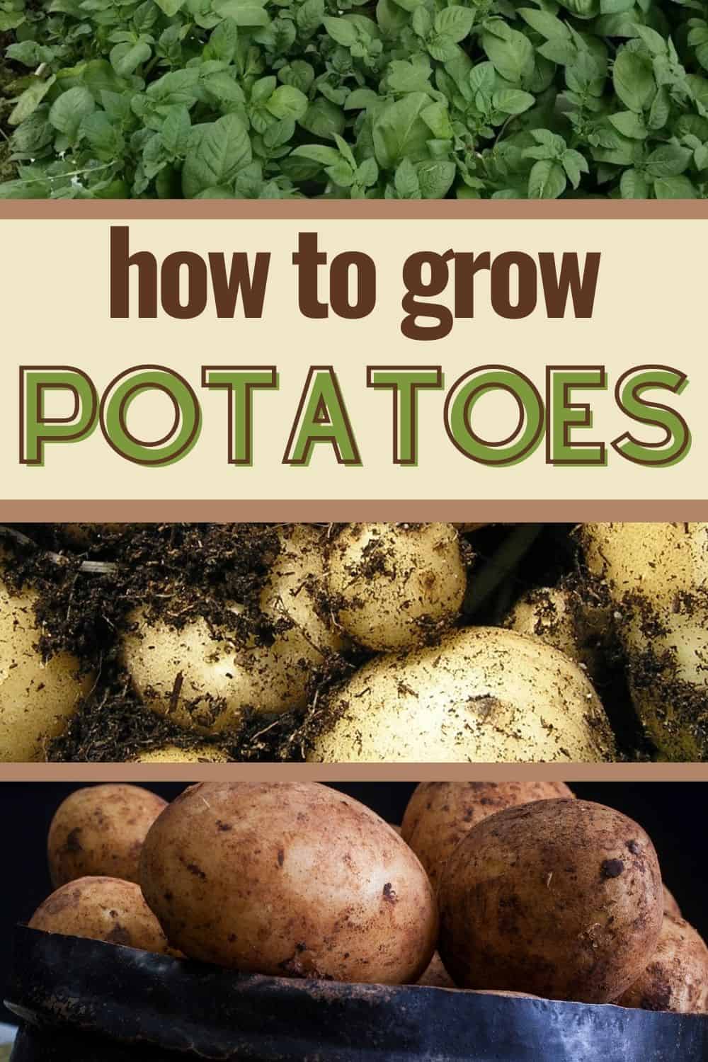 How to grow potatoes