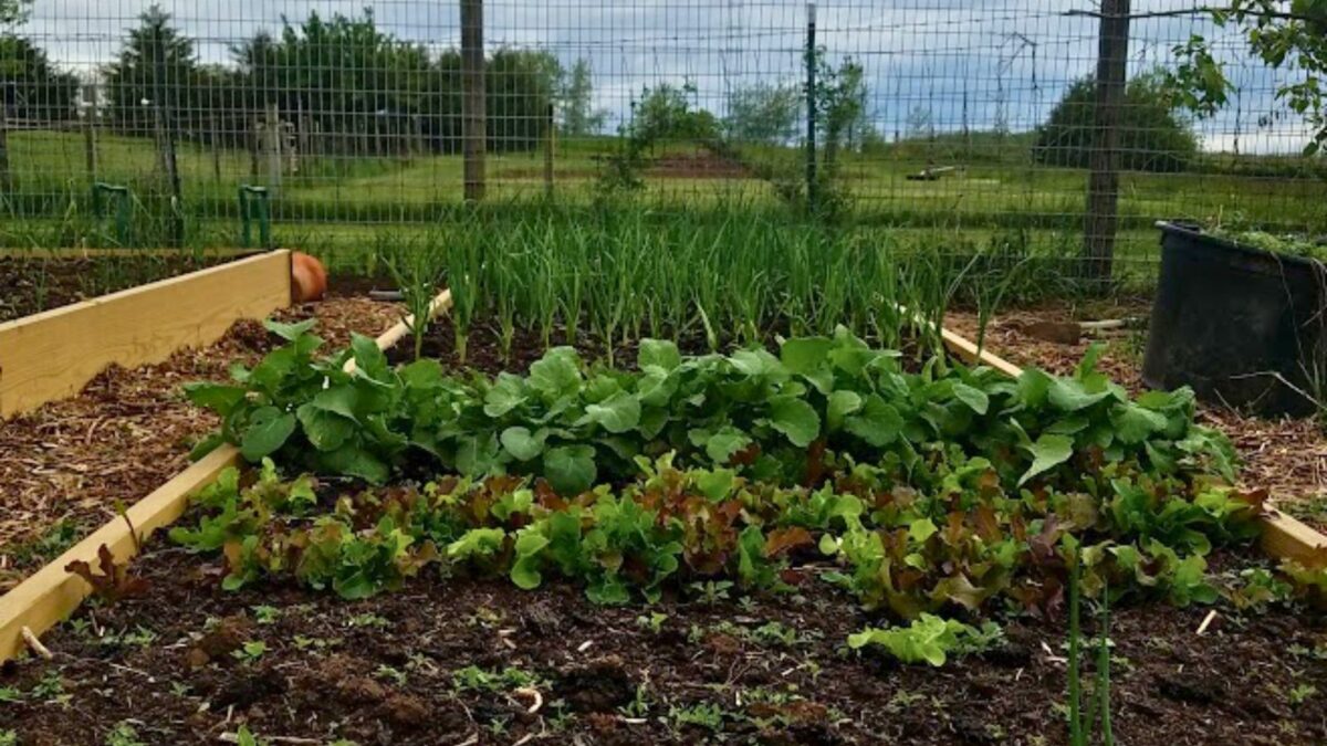 lettuce and garlic in the spring.
