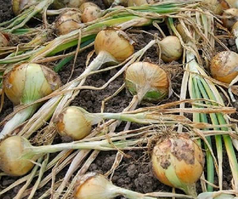 harvested onions drying on the ground