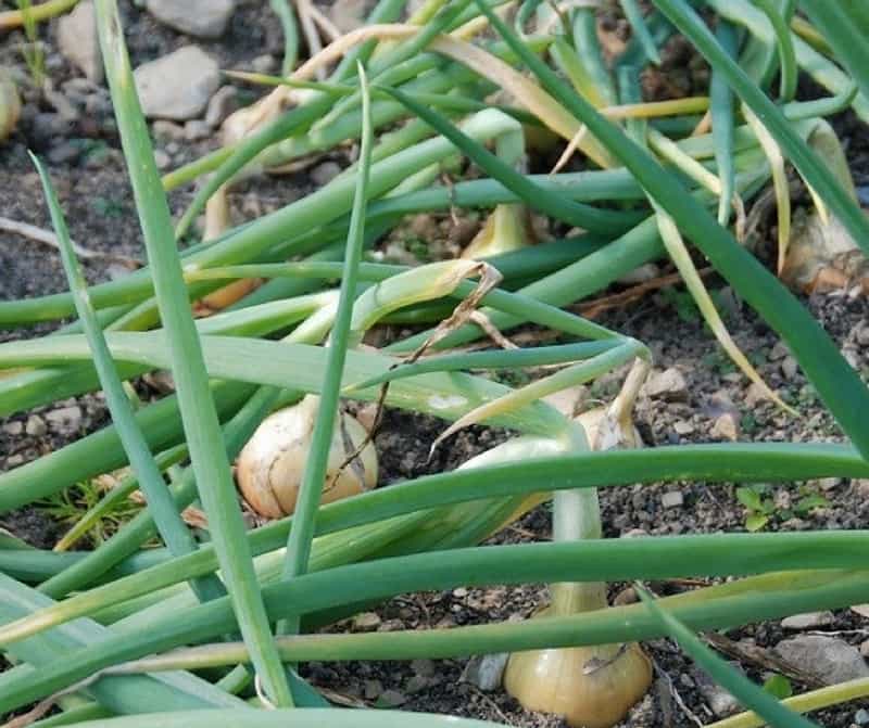onions leaves bending, a sign of harvest readiness