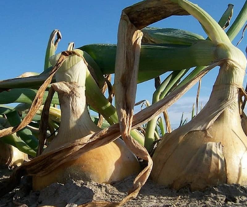 onions ready to harvest