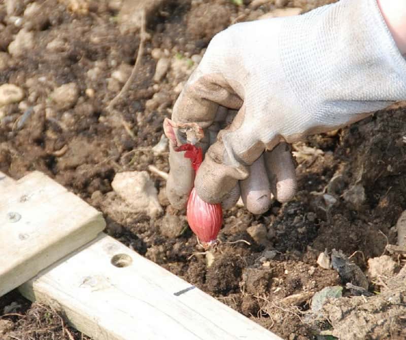 planting onion sets