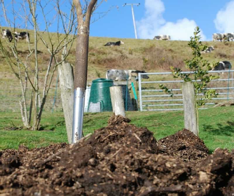 adding manure to the garden