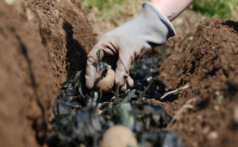 Planting potatoes in the prepared trenches