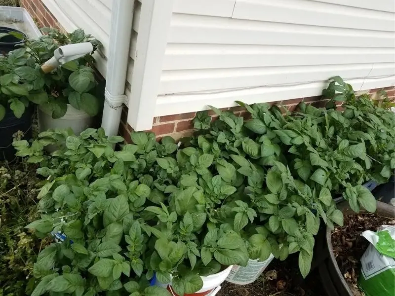 Potatoes growing in containers