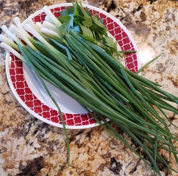green onions on a plate