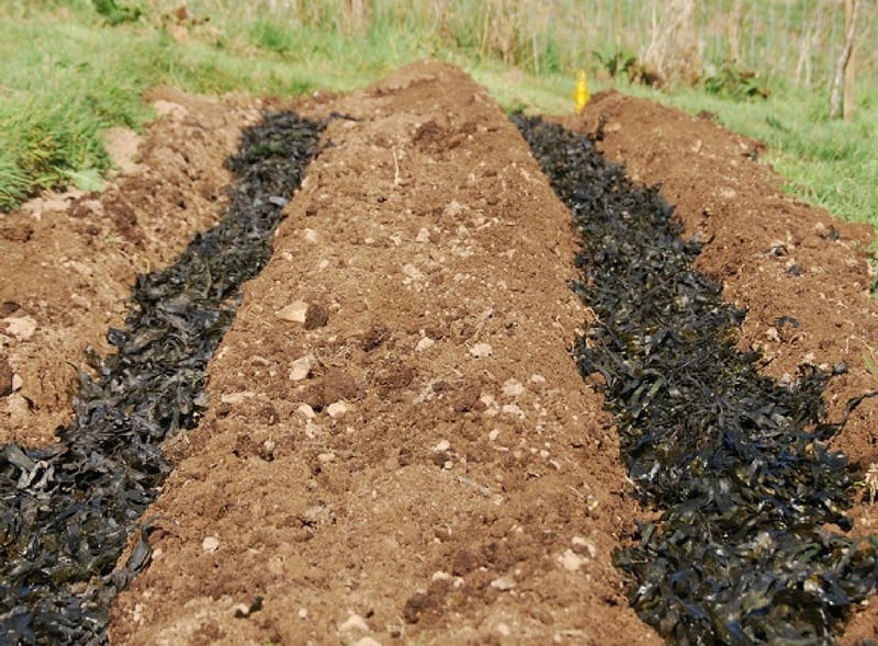 seaweed lined trenches