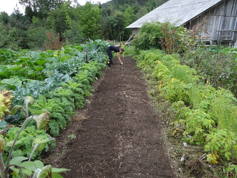 Beautiful Vegetable Garden