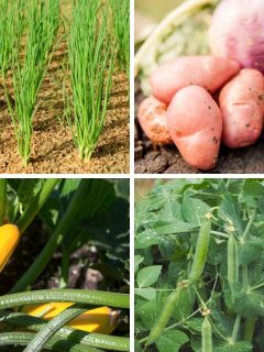 4 easy garden crops: onions, peas, potatoes and zucchini