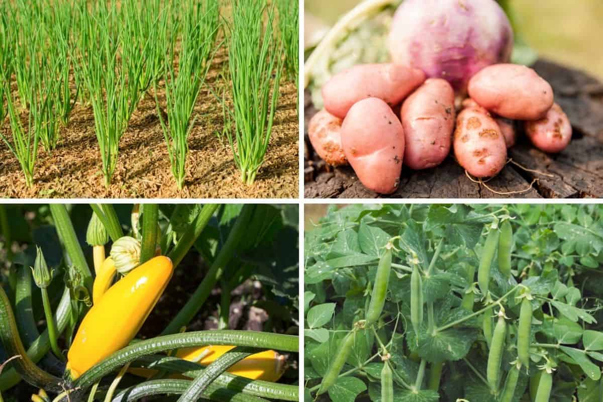 4 easy garden crops: onions, peas, potatoes and zucchini