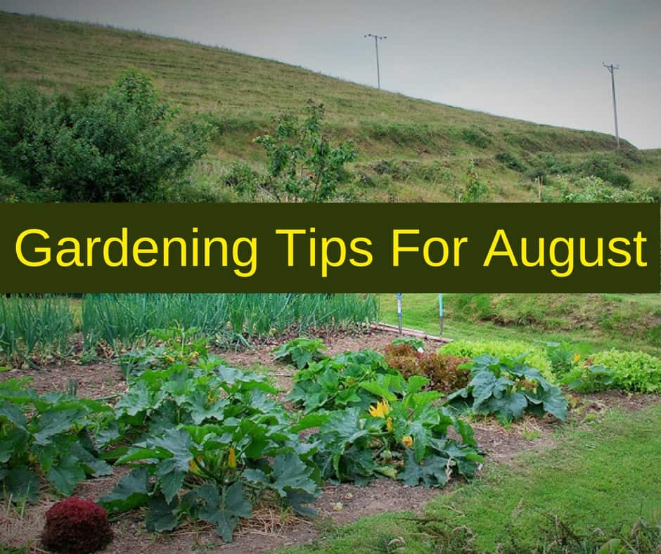 Gardening Tips For August