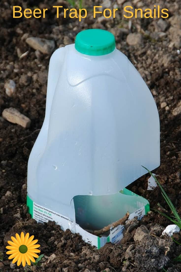 Beer trap for snails made from a milk gallon