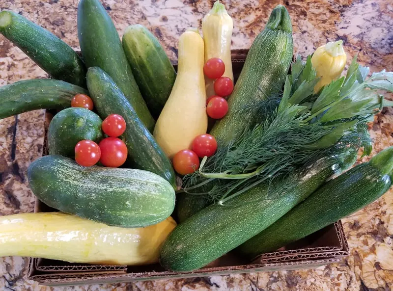 vegetables harvest: yellow squash, cucumbers, cherry tomatoes, dill and lovage